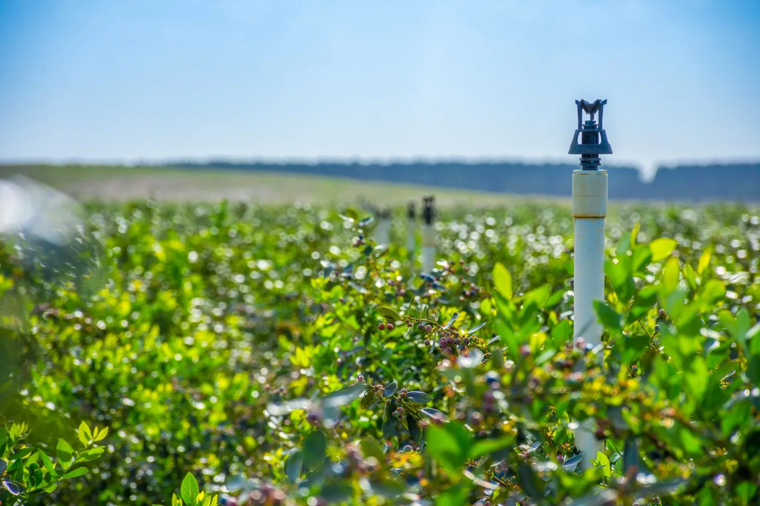 Kertben kialakított öntözési zónák tervrajza és csőrendszere
